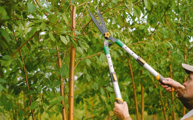 Tree trimming in La Crosse, IN